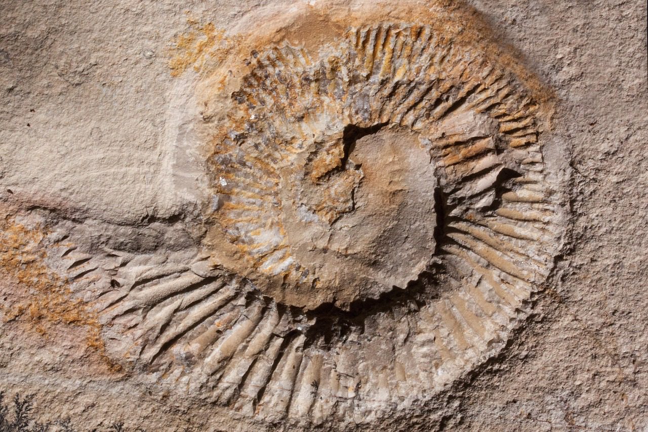 ammonite 197309 1280