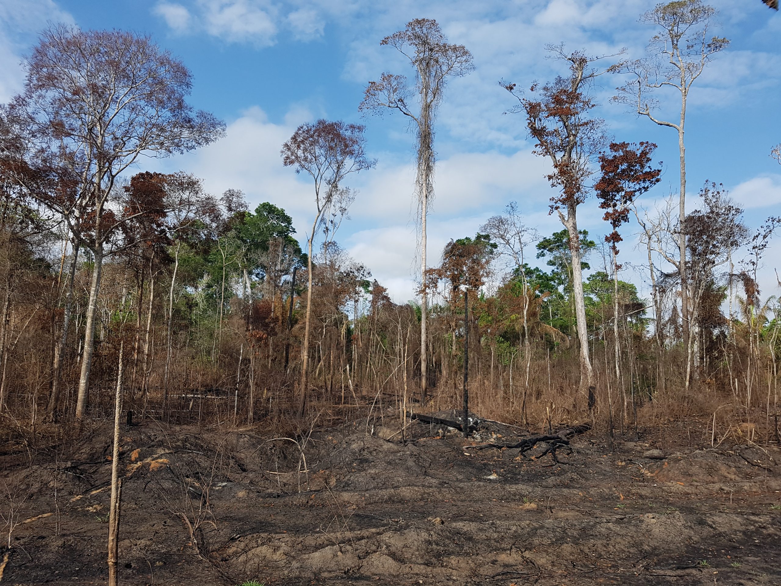 Human activity has degraded more than a third of the remaining amazon rainforest