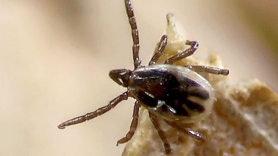 blacklegged tick nymph