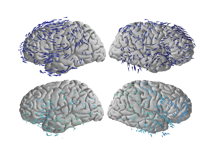 human brain waves information across regions