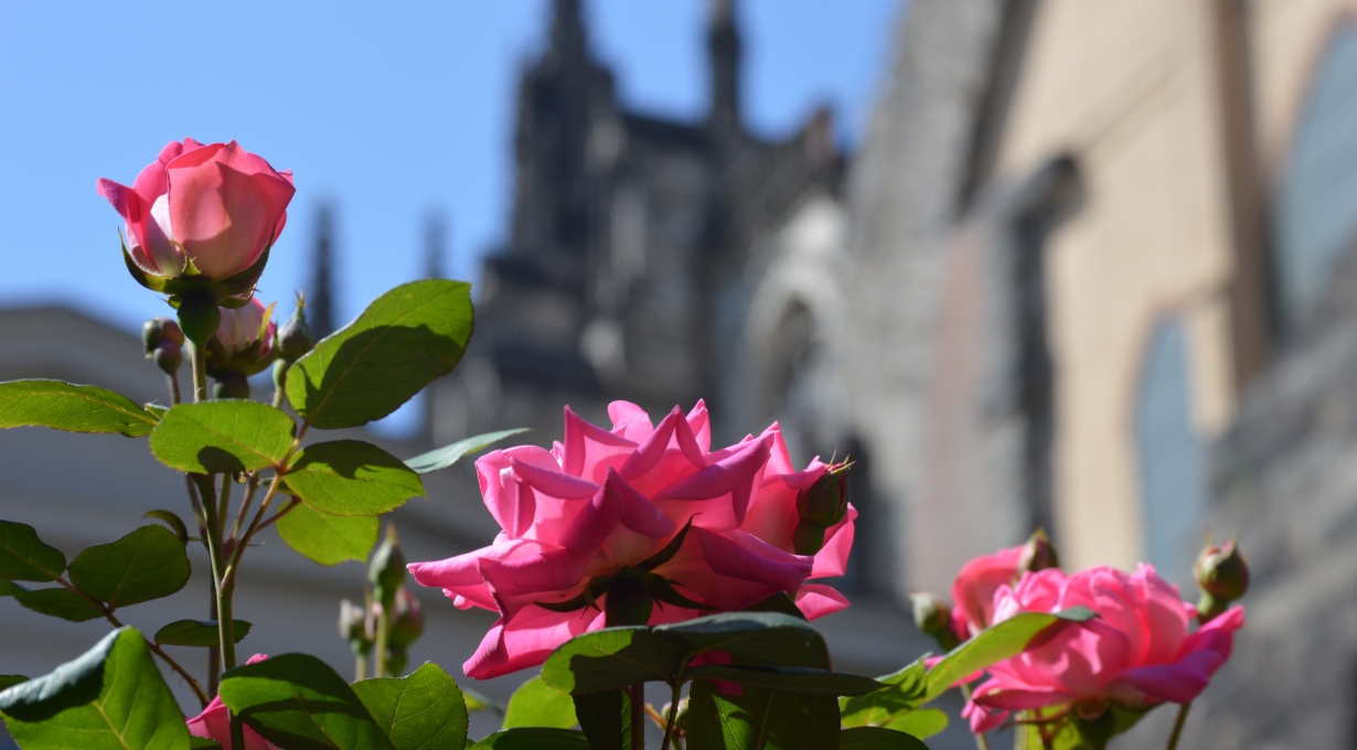 DSC 0291 1716486776 0 1230x6801 1