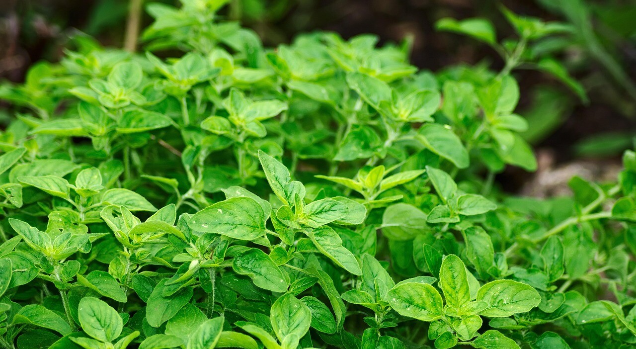 oregano 2662890 1280 e1748373389477