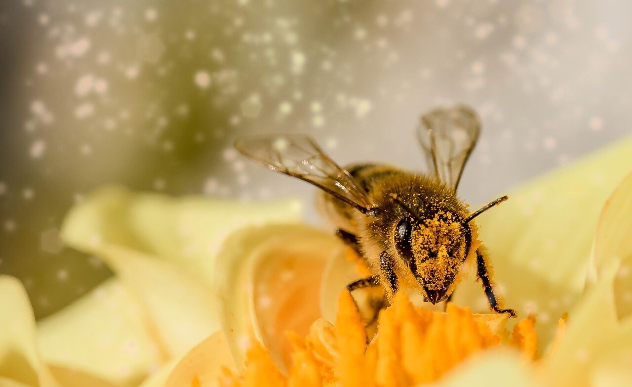 bee 1726659 1280 e1748985766179