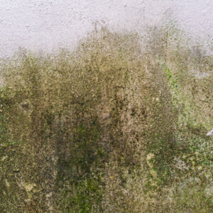 wall