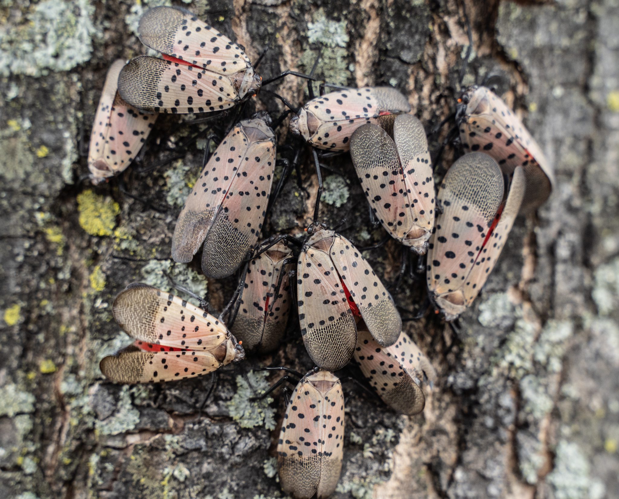 spotted lanternflies 2048x1650 11
