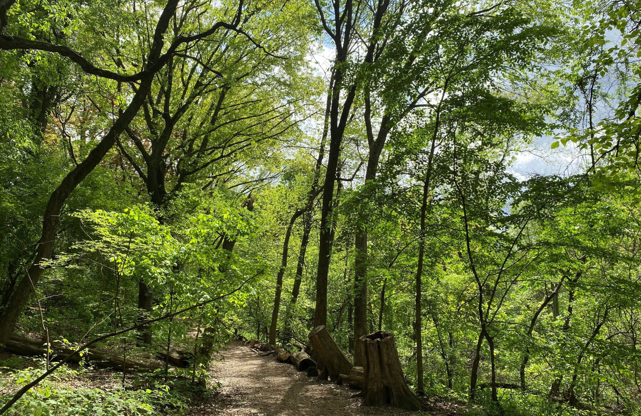 Forest 5.2023 2048x15361 1 e1755631784194