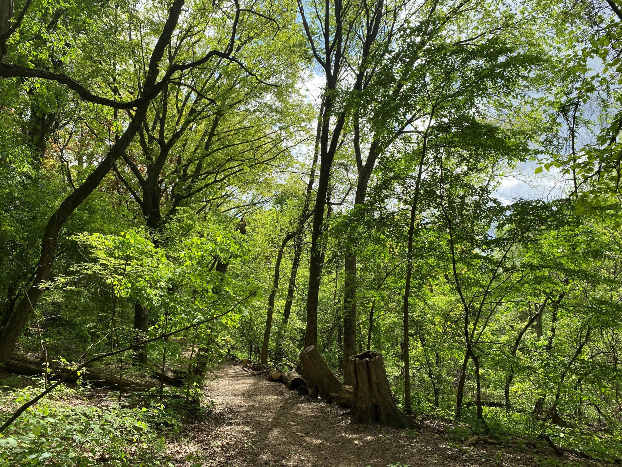 Forest 5.2023 2048x15361 1