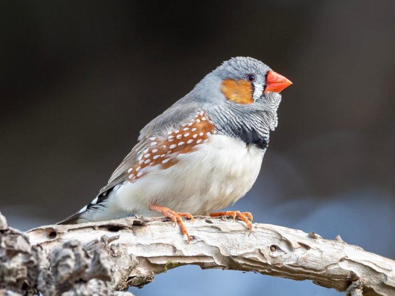 Like humans, this species of songbird can understand rhythm, tufts study finds - the tufts daily