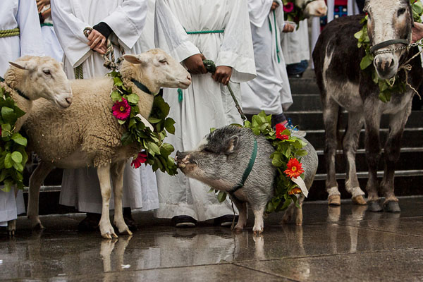 A day to celebrate! Blessing of the animals